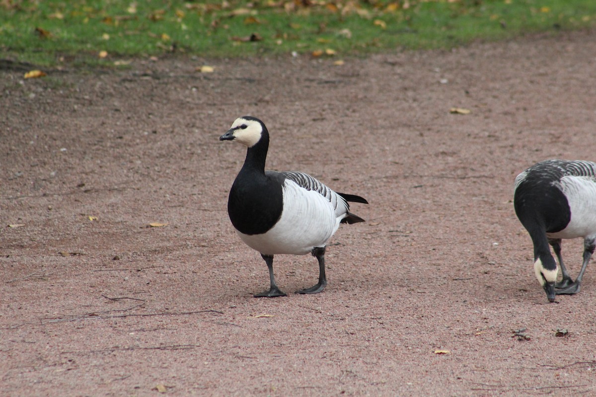 Barnacle Goose - ML646075081