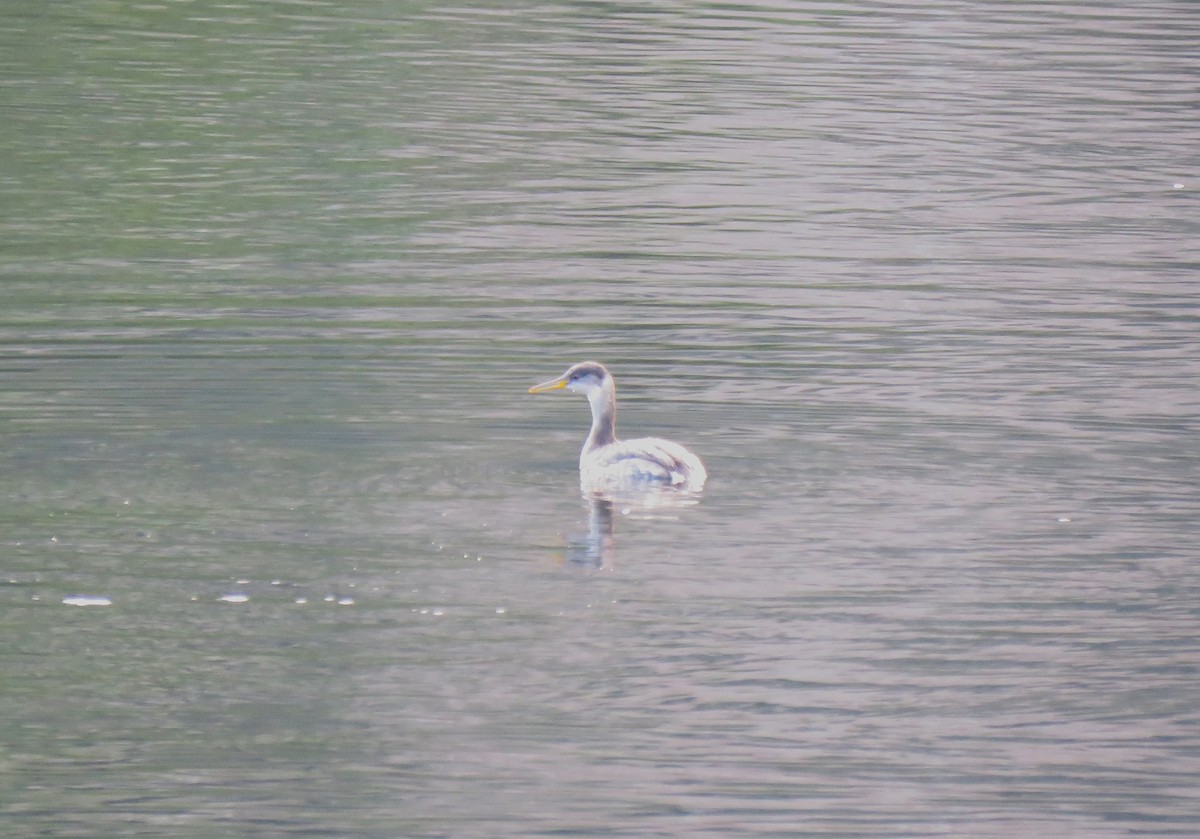 Somormujo Cuellirrojo - ML646075082