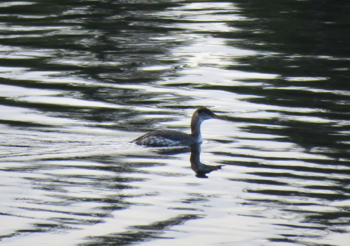 Somormujo Cuellirrojo - ML646075083