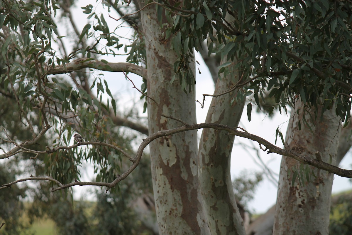 Graufächerschwanz - ML646075087