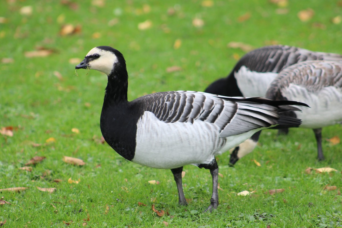 Barnacle Goose - ML646075089
