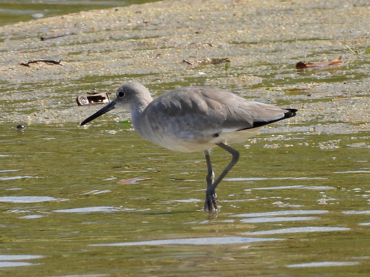 Willet - ML646075121