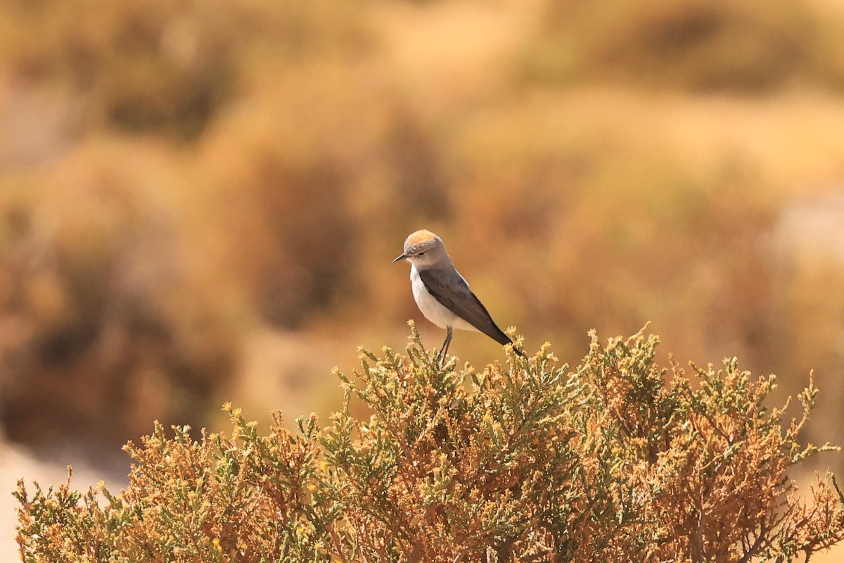 Дормілон блідий - ML646075123