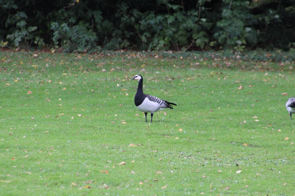 Barnacle Goose - ML646075127
