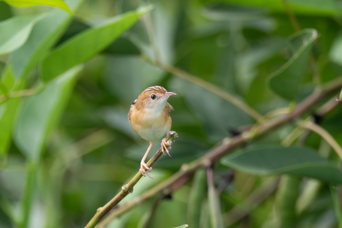 Golden-headed Cisticola - ML646075143