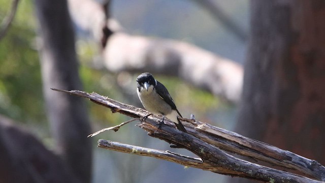 Graurücken-Krähenstar - ML646075144