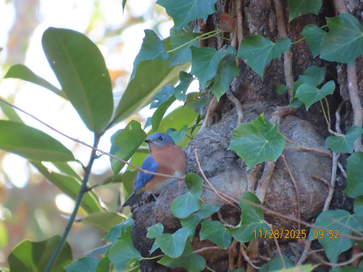 Eastern Bluebird - ML646075149
