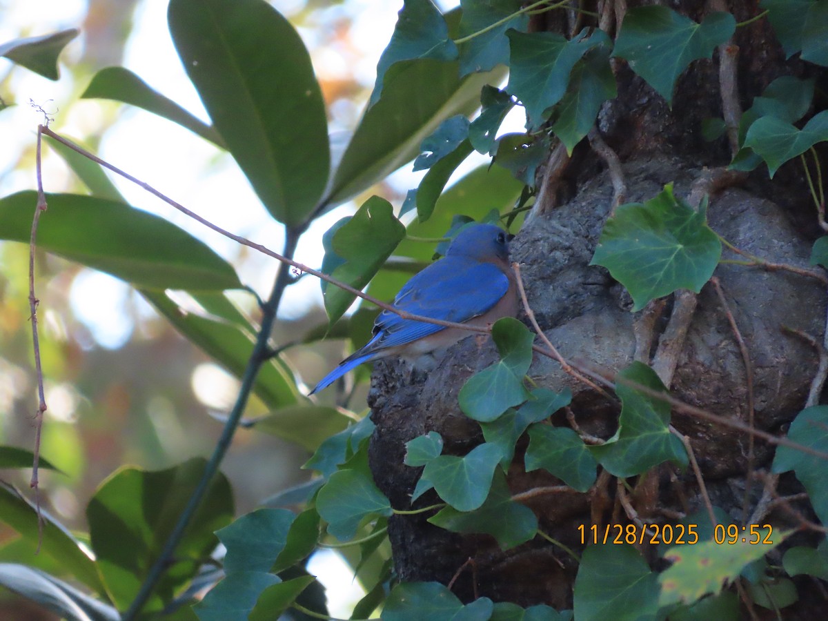 Rotkehl-Hüttensänger - ML646075152