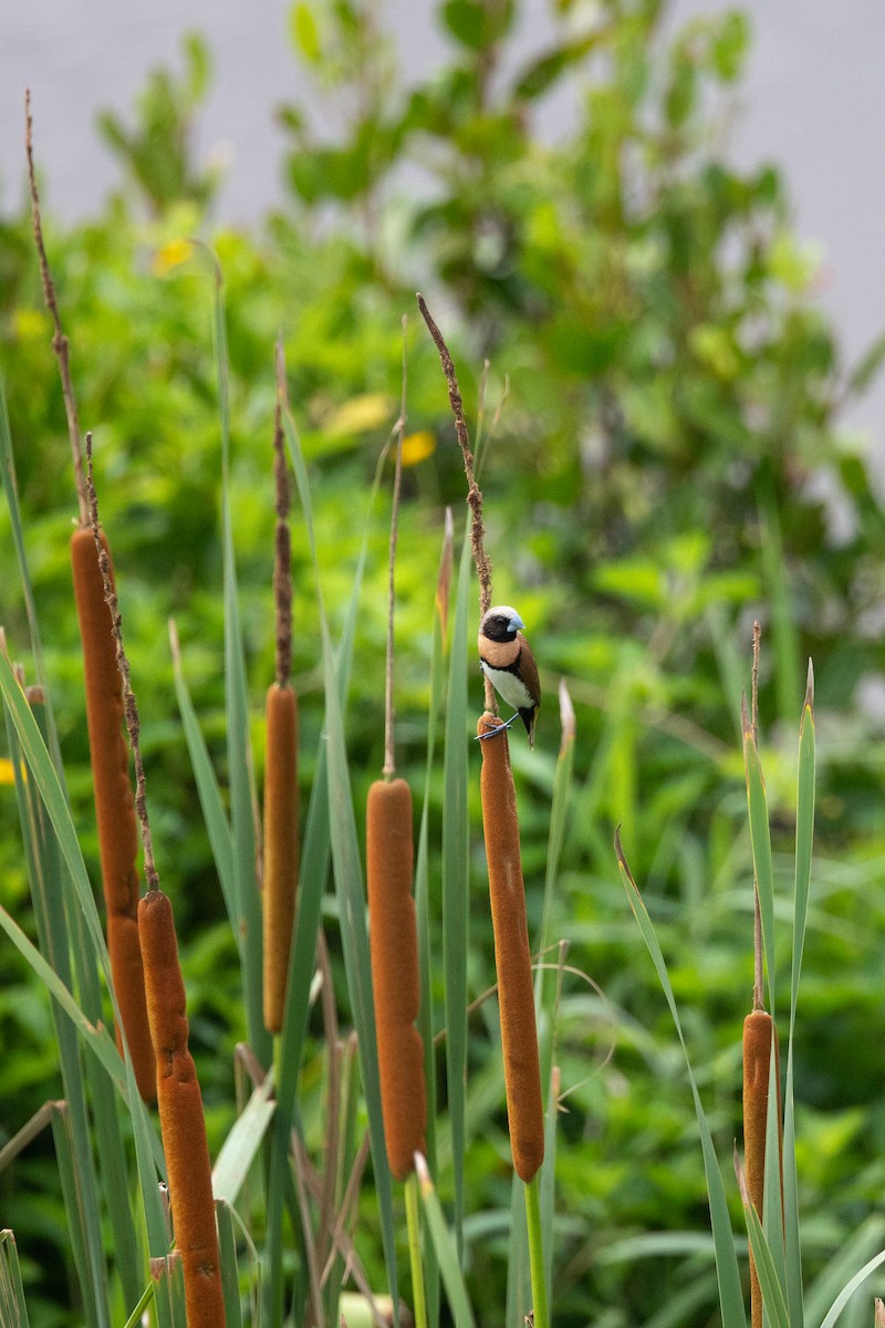 Braunbrustnonne - ML646075153