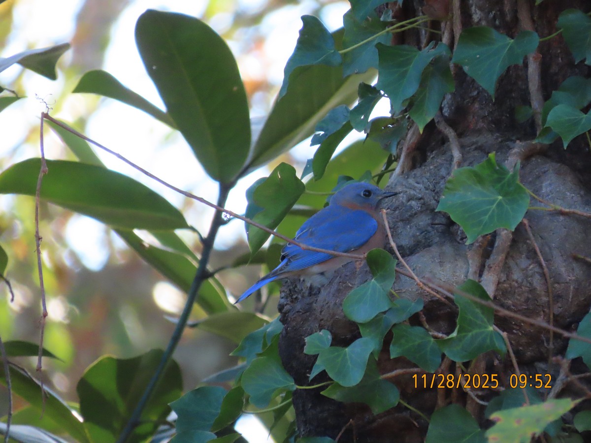 Rotkehl-Hüttensänger - ML646075154