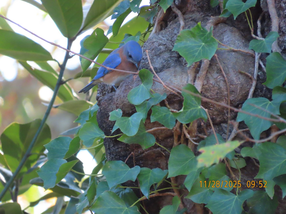 Rotkehl-Hüttensänger - ML646075155