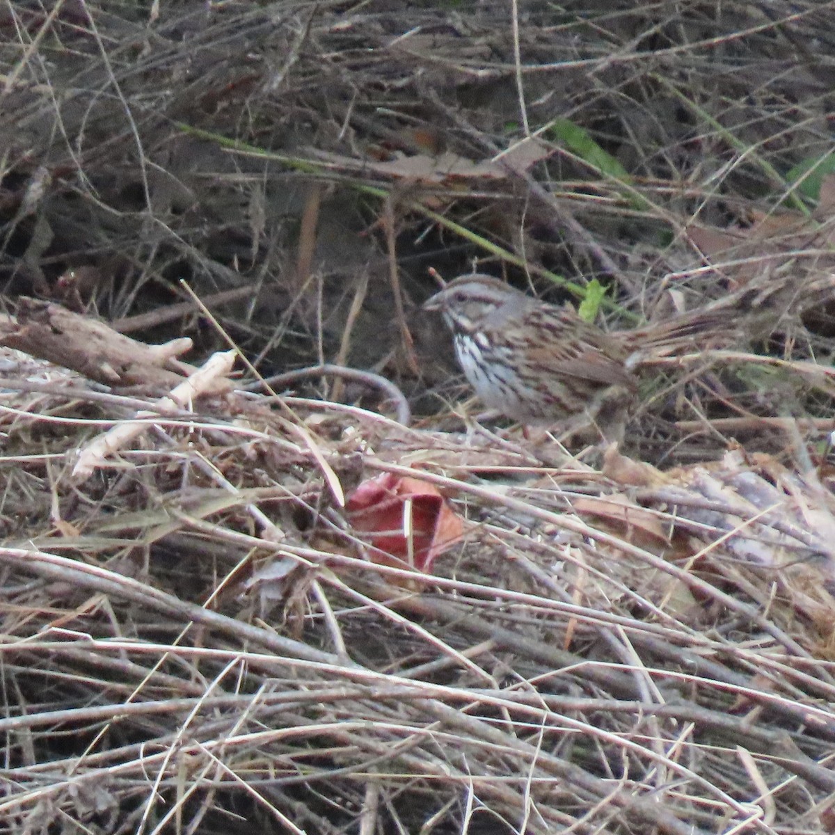 Singammer - ML646075156