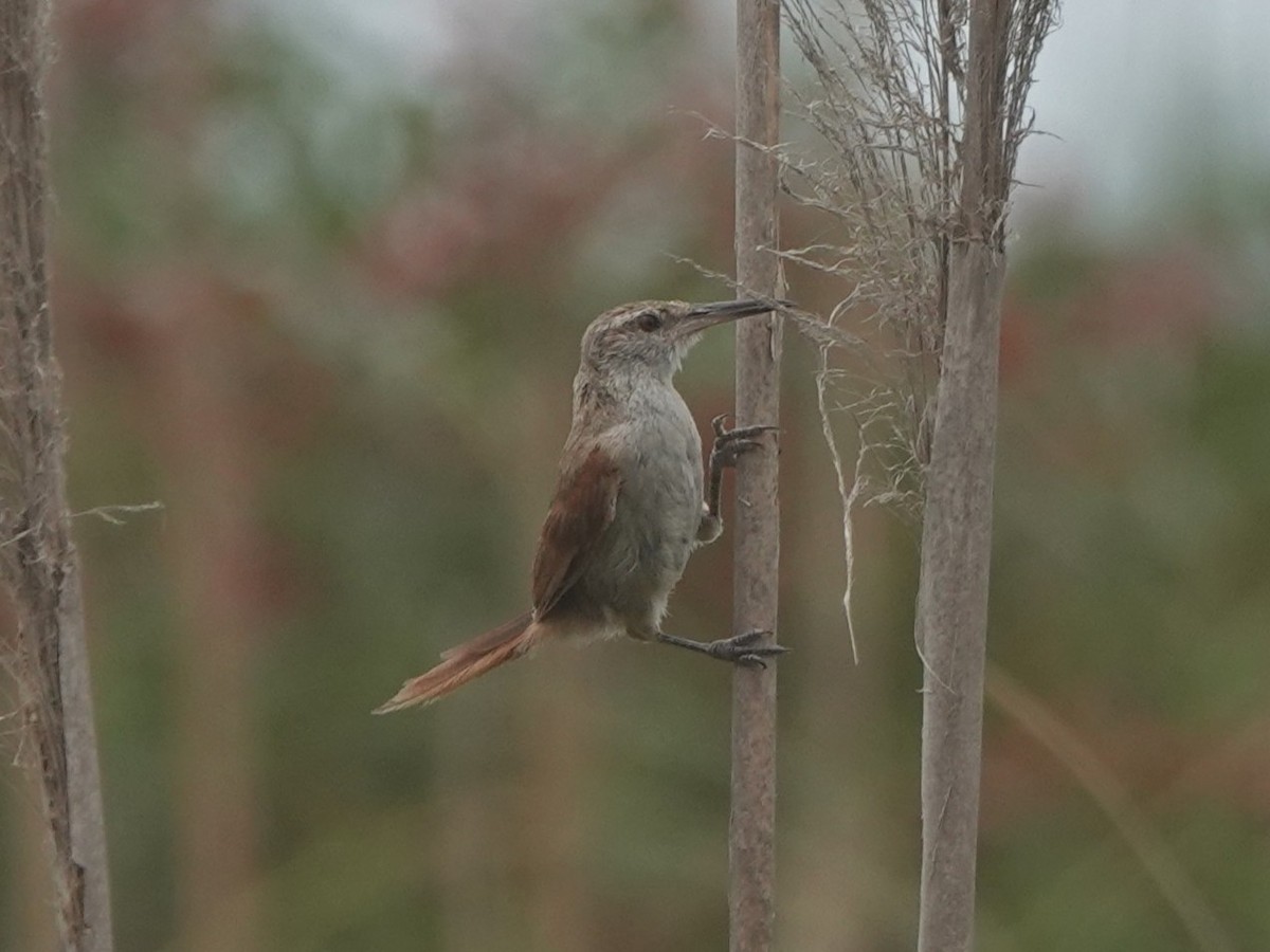 Grauscheitel-Riedschlüpfer - ML646075158