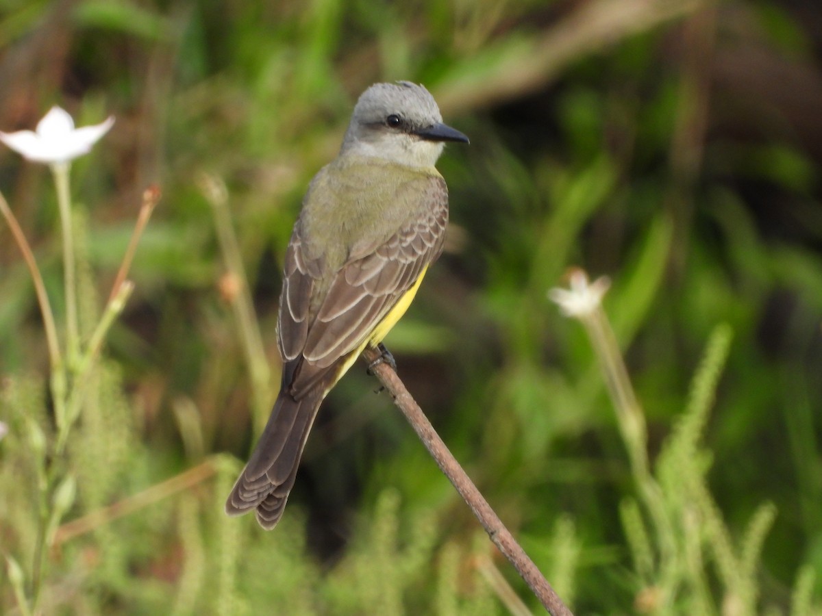 Trauerkönigstyrann - ML646075159