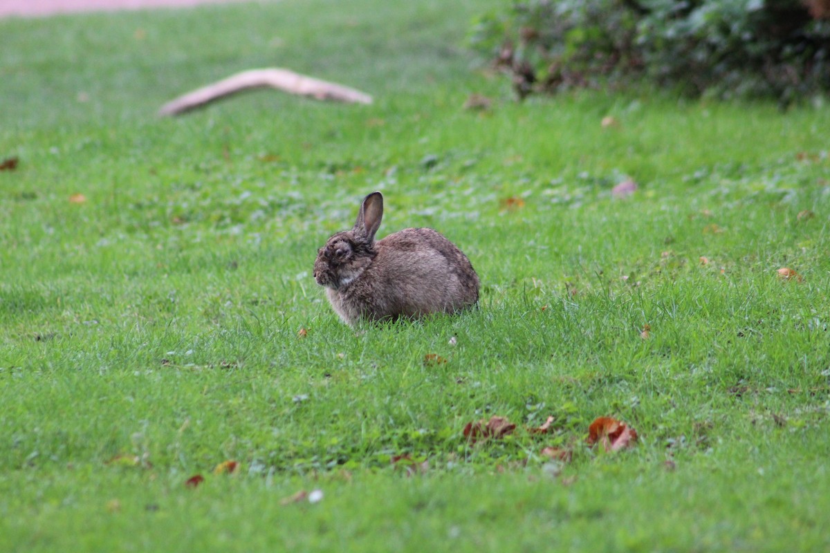 European Rabbit - ML646075160