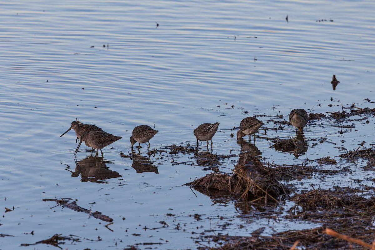 Tundraschlammläufer - ML646075161