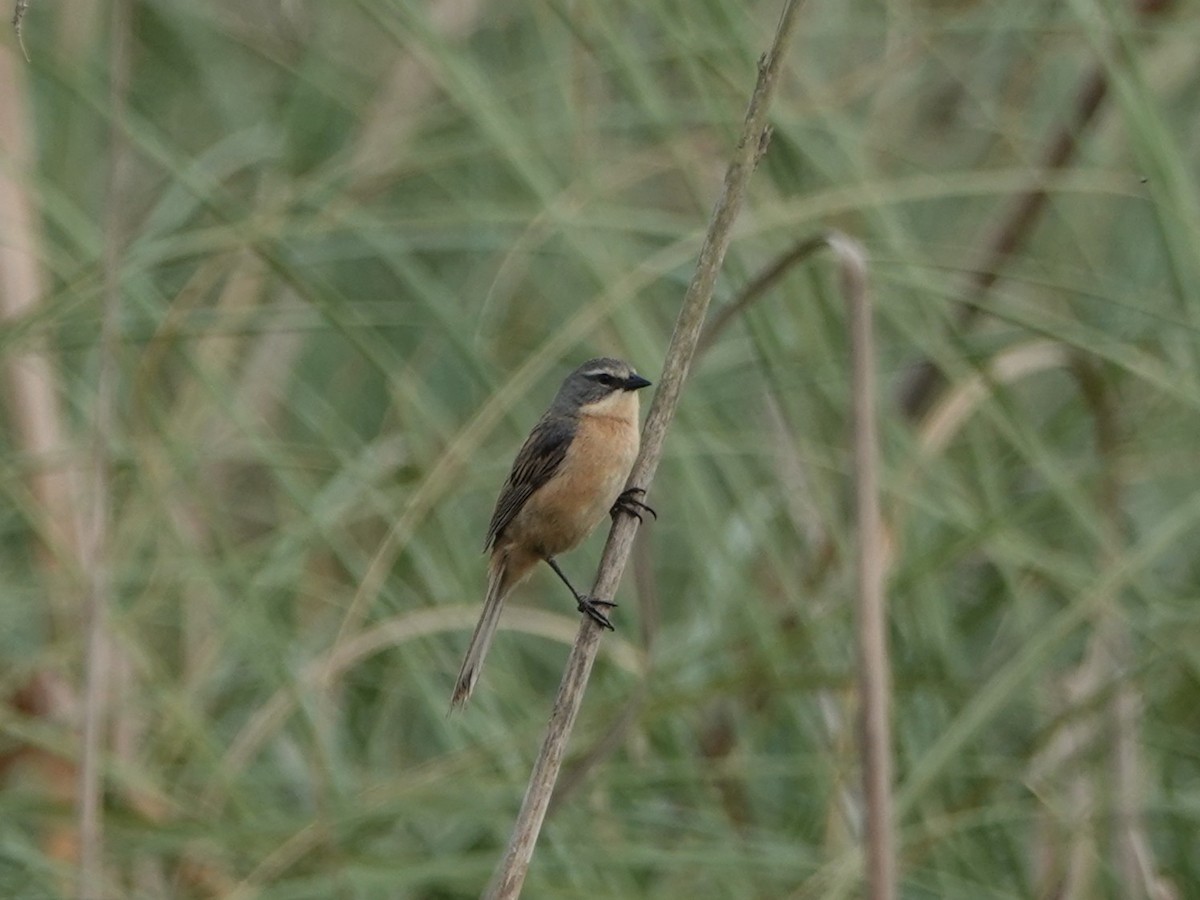 Riedammertangare - ML646075163