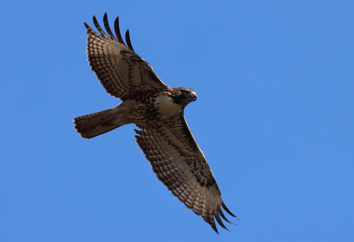 Rotschwanzbussard - ML646075164