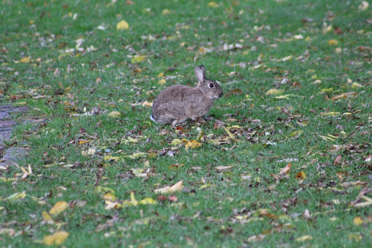 European Rabbit - ML646075165
