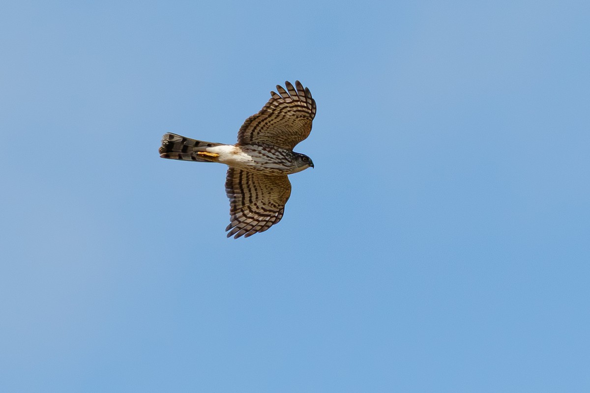 Eckschwanzsperber - ML646075167