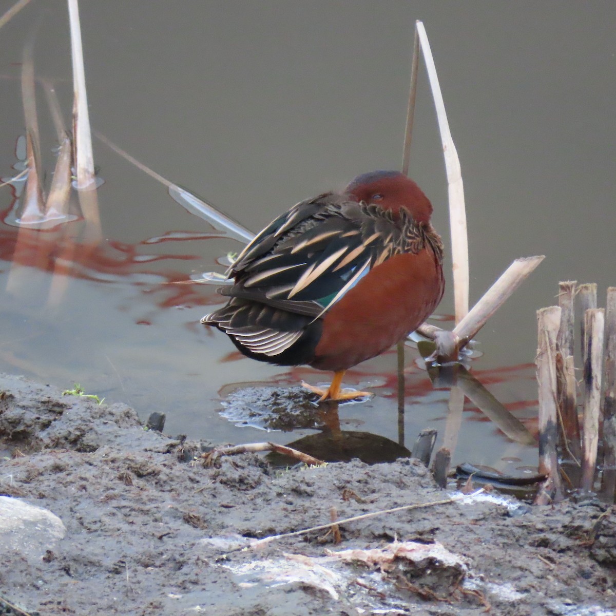 Zimtente - ML646075169