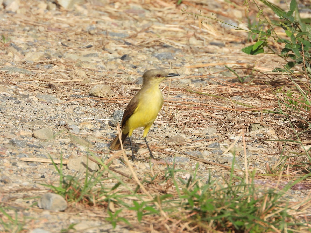 Graslandtyrann - ML646075170