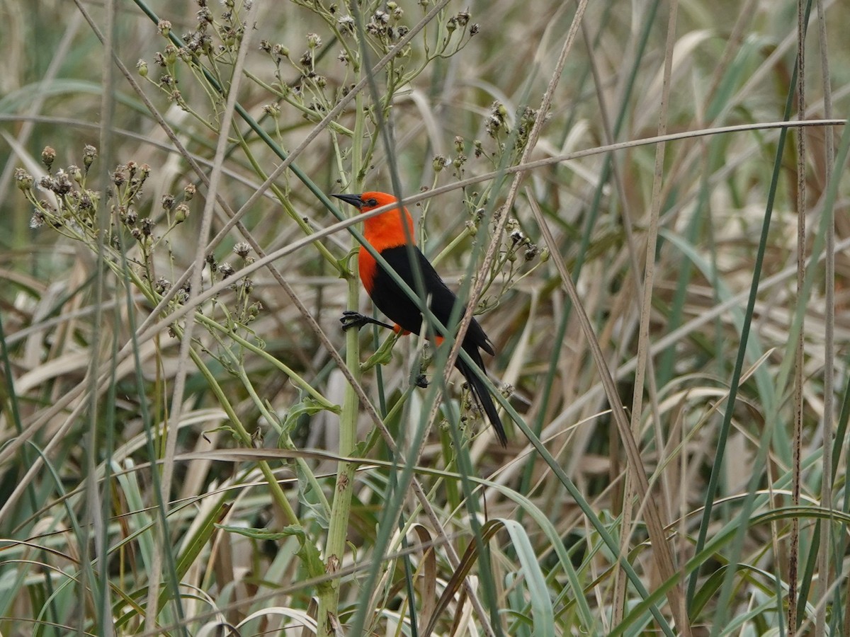 Rotkopfstärling - ML646075171