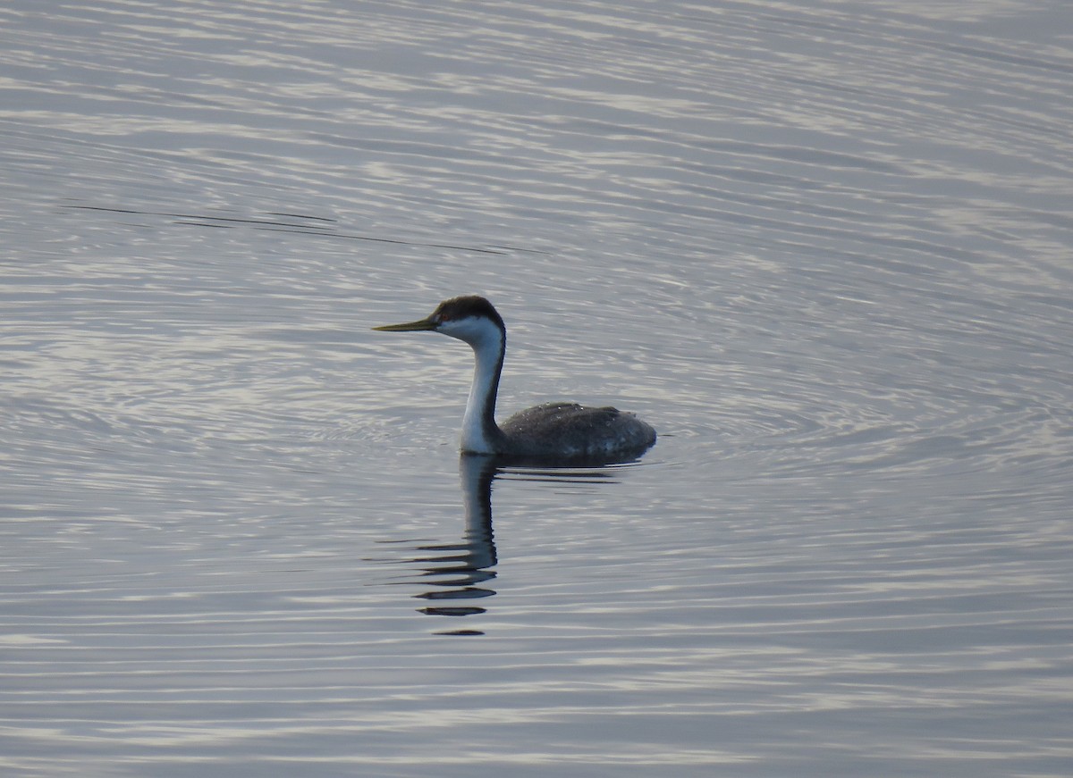 Renntaucher - ML646075183