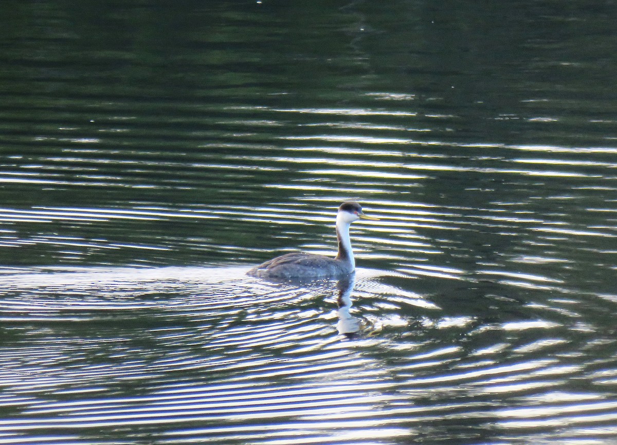 Renntaucher - ML646075184