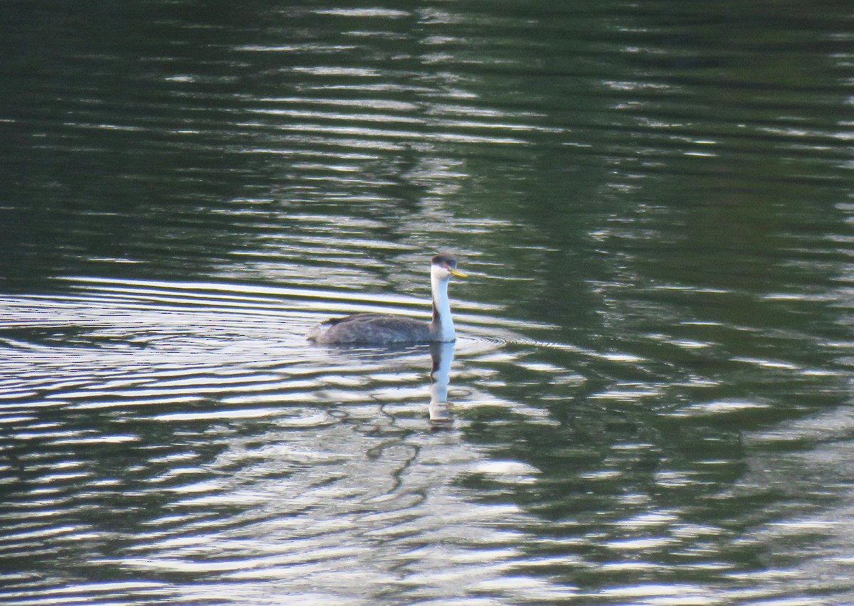 Renntaucher - ML646075185