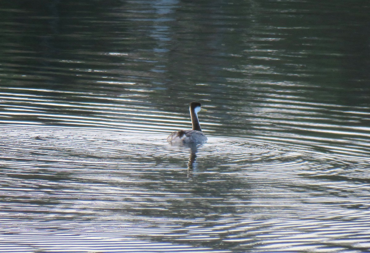 Renntaucher - ML646075186