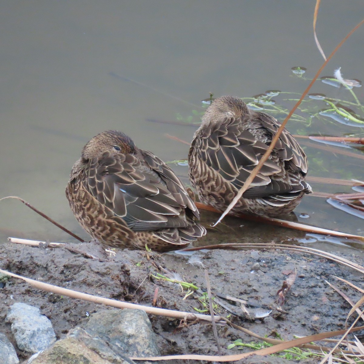 Zimtente - ML646075194