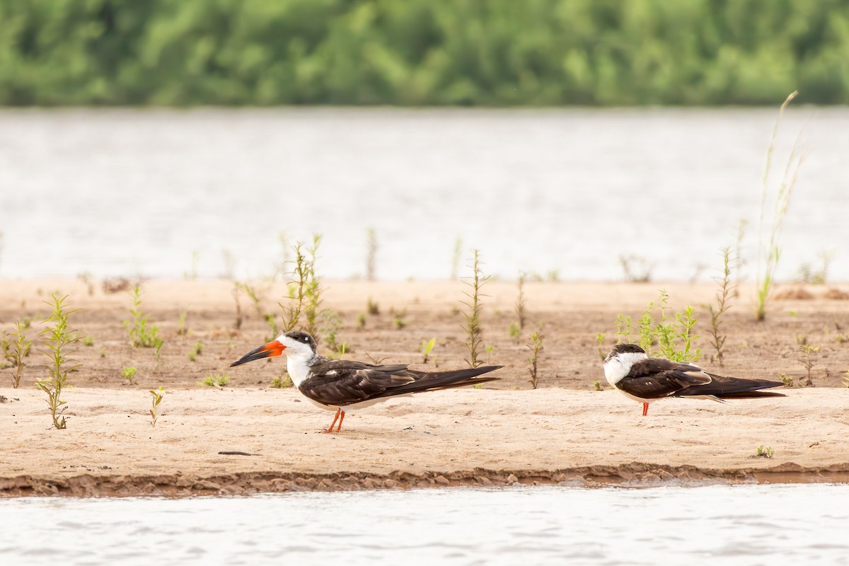 Amerikascherenschnabel - ML646075195