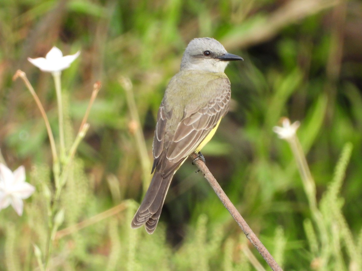 Trauerkönigstyrann - ML646075196