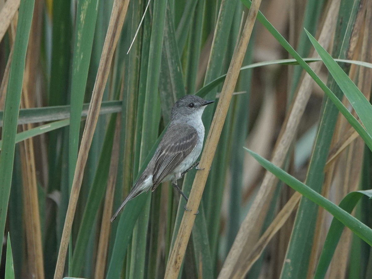 Rußkleintyrann - ML646075197