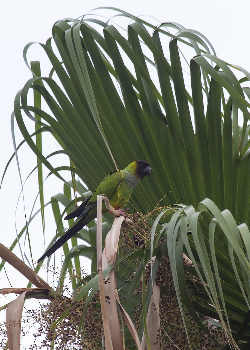 Nandaysittich - ML646075204