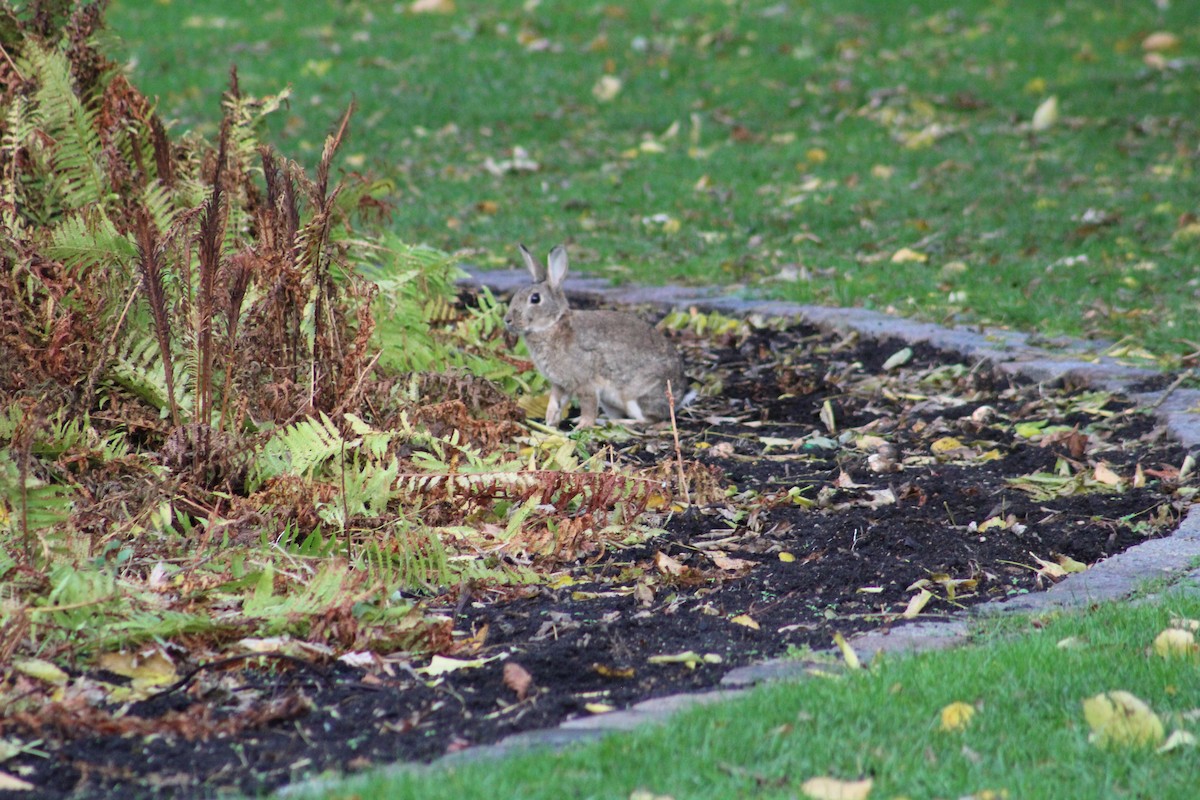 European Rabbit - ML646075218