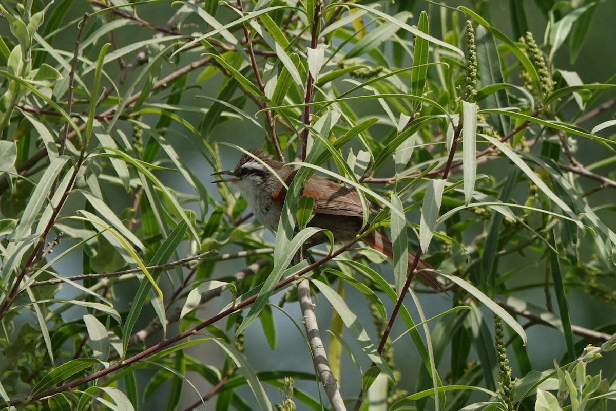 Stripe-crowned Spinetail - ML646075220