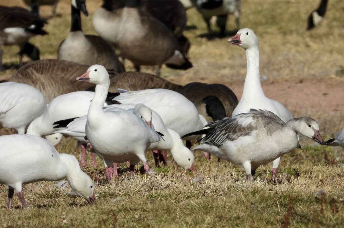 Snow Goose - ML646075221