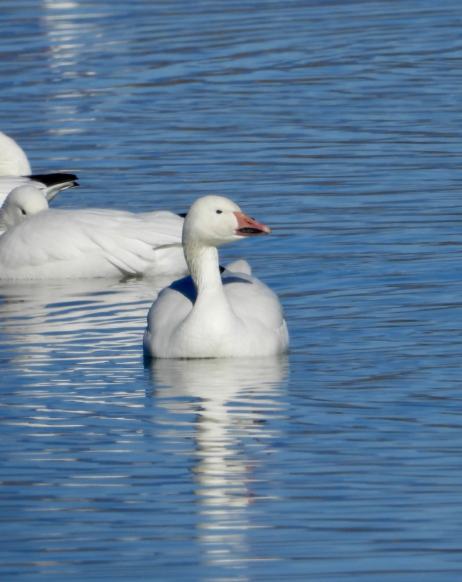 Snow Goose - ML646075222