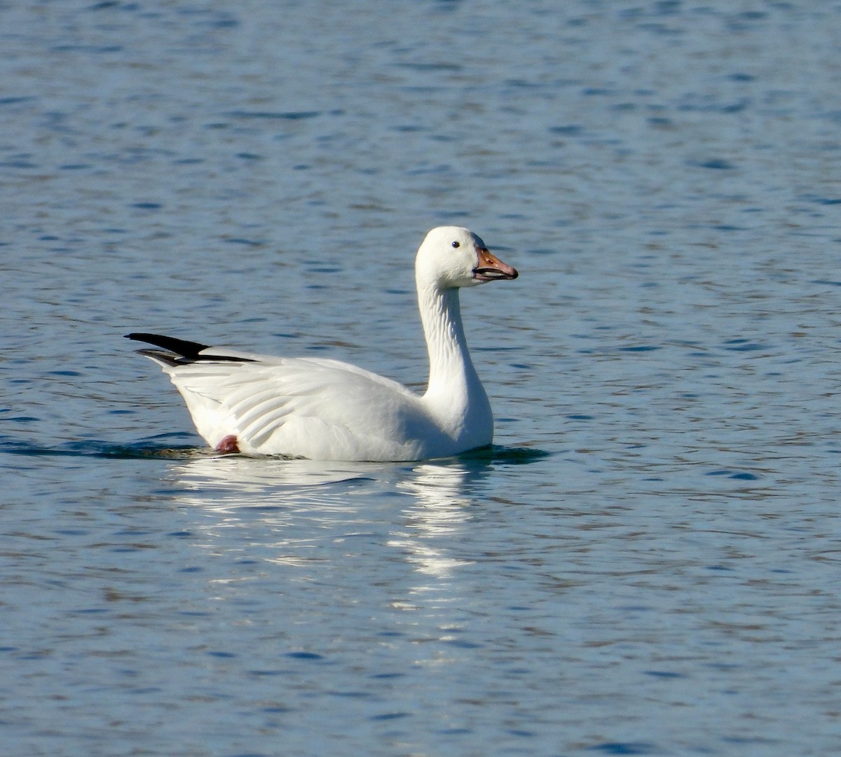 Snow Goose - ML646075223