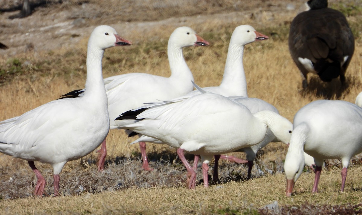 Snow Goose - ML646075224