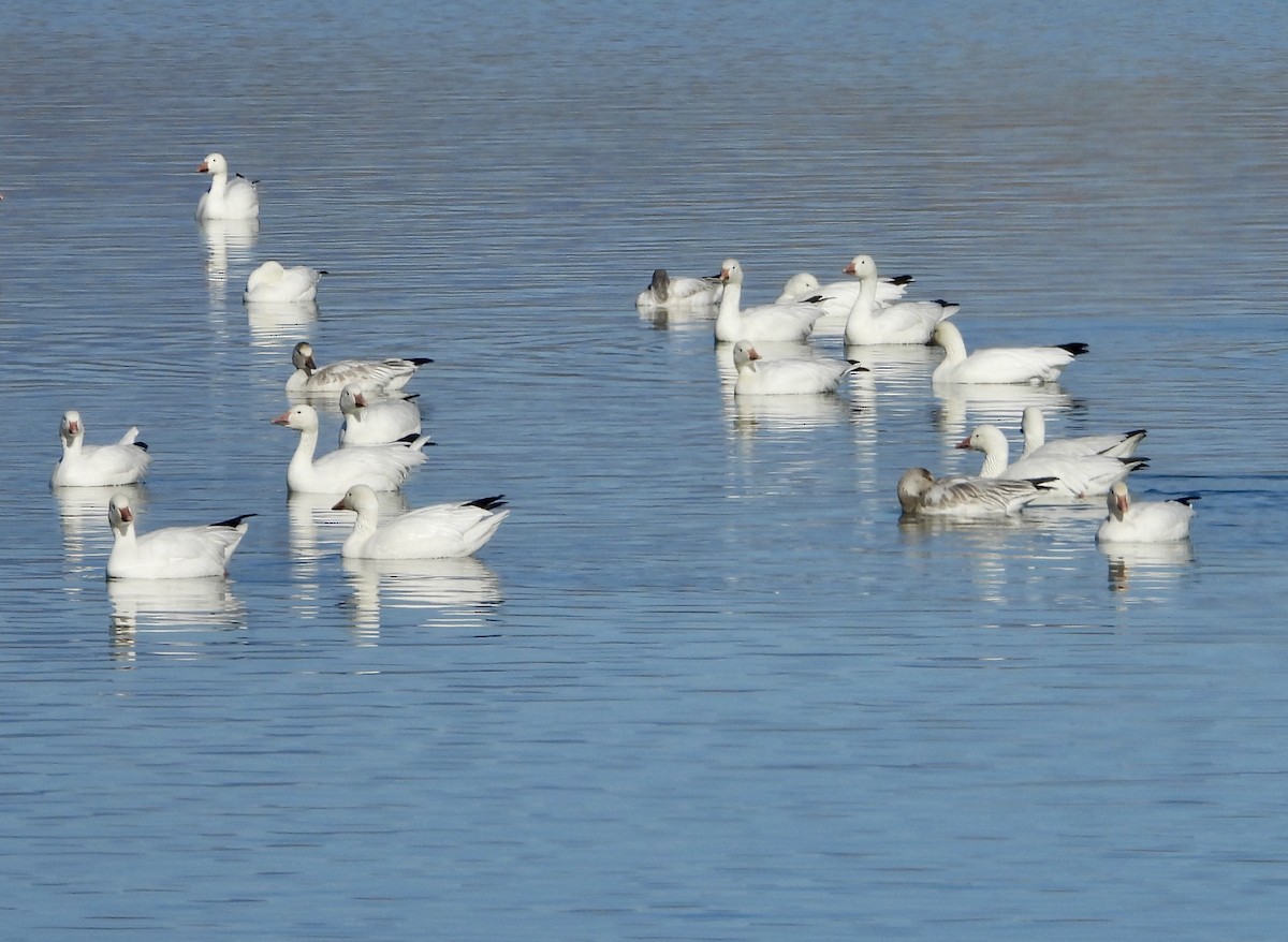 Snow Goose - ML646075225