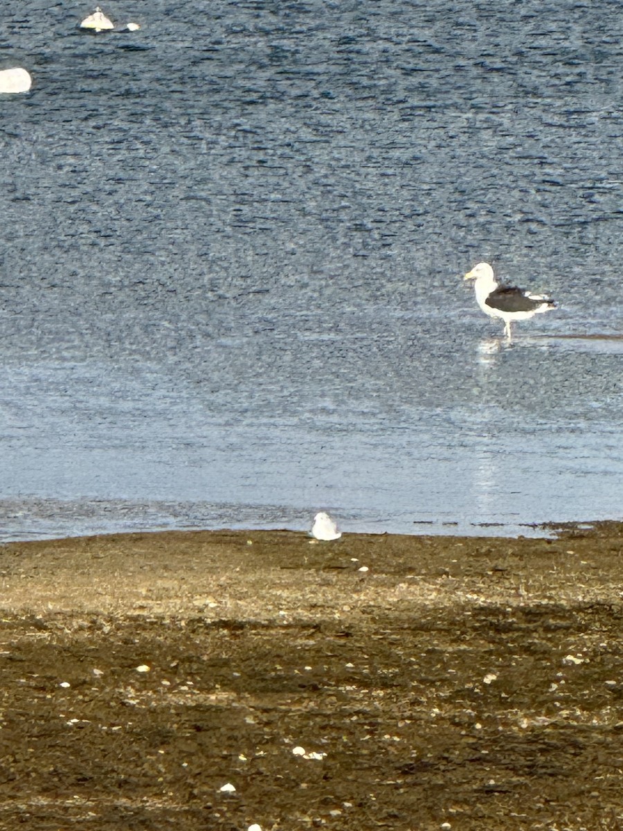 Great Black-backed Gull - ML646075227