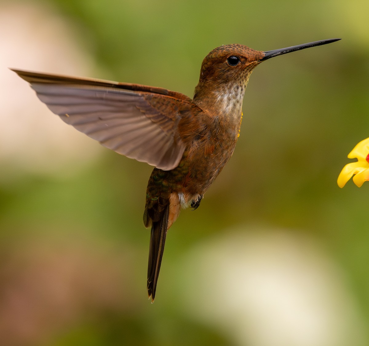 Bronzy Inca - ML646075228