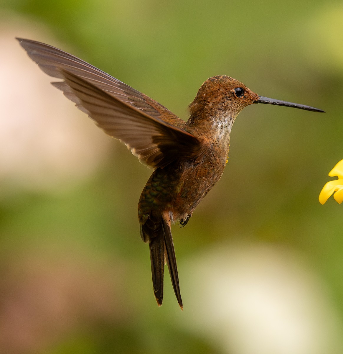 Bronzy Inca - ML646075229