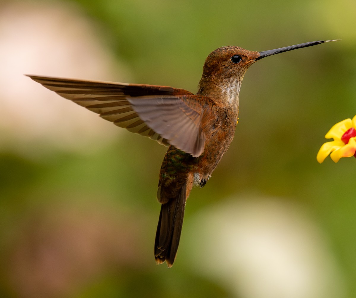 Bronzy Inca - ML646075230