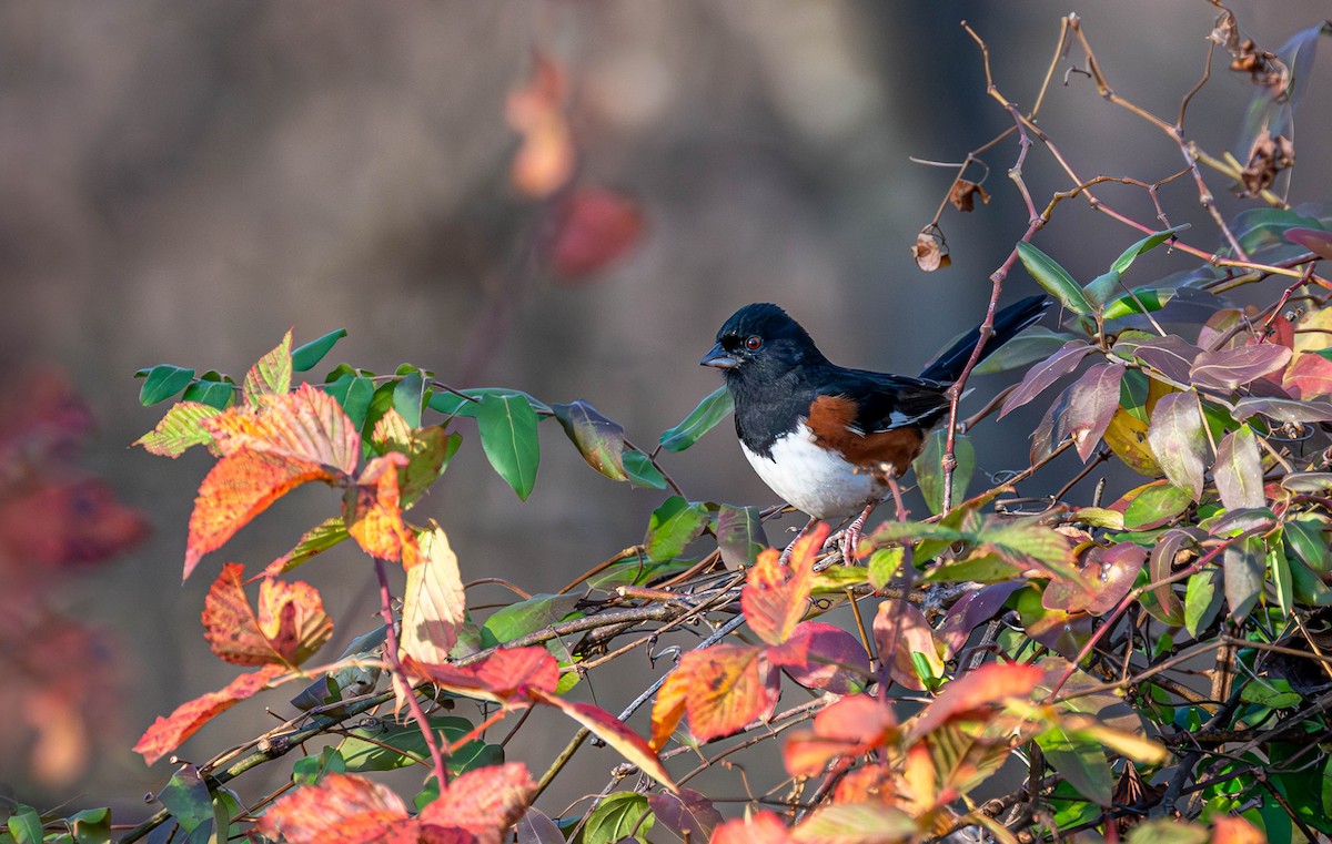 Eastern Towhee - ML646075236