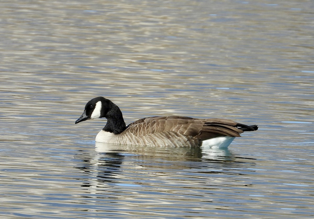Canada Goose - ML646075240