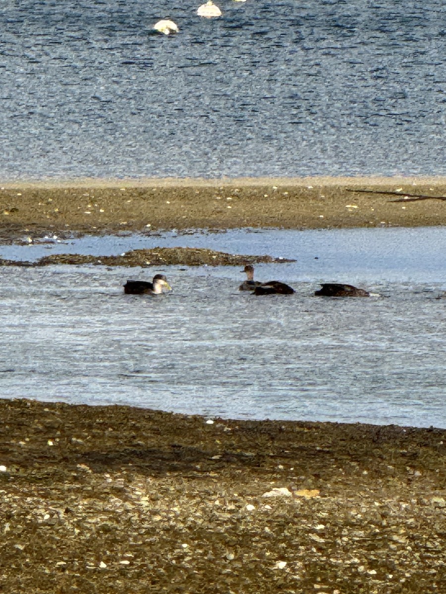 American Black Duck - ML646075241